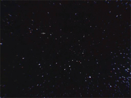 star.gif